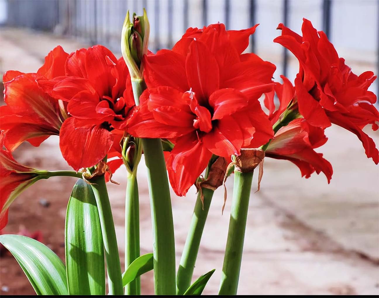 Red Peacock Amaryllis - Red Double Amaryllis Bulb 28/30 cm