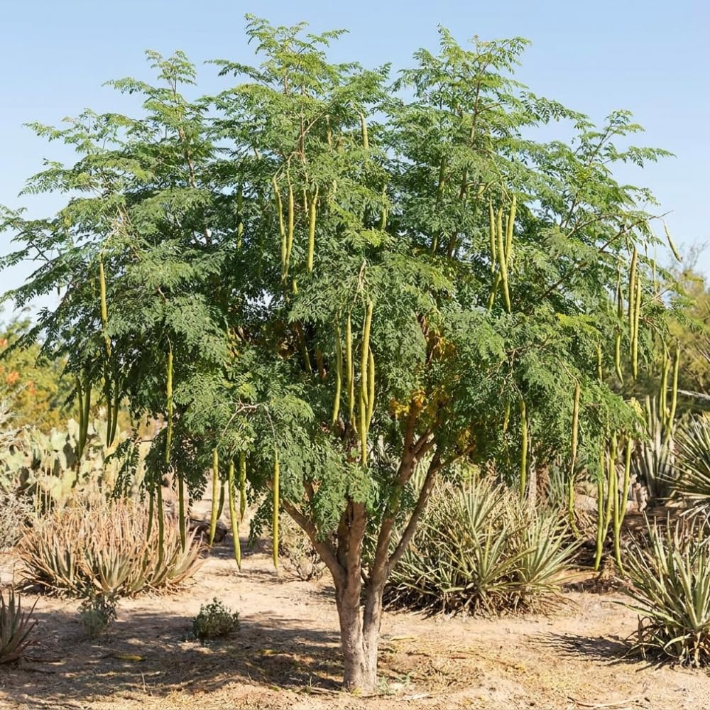 2PPP Moringa Tree Plant Live, Moringa Oliefera Plant, Well Rooted, 4-7" in Height in 4" Pot for Growing