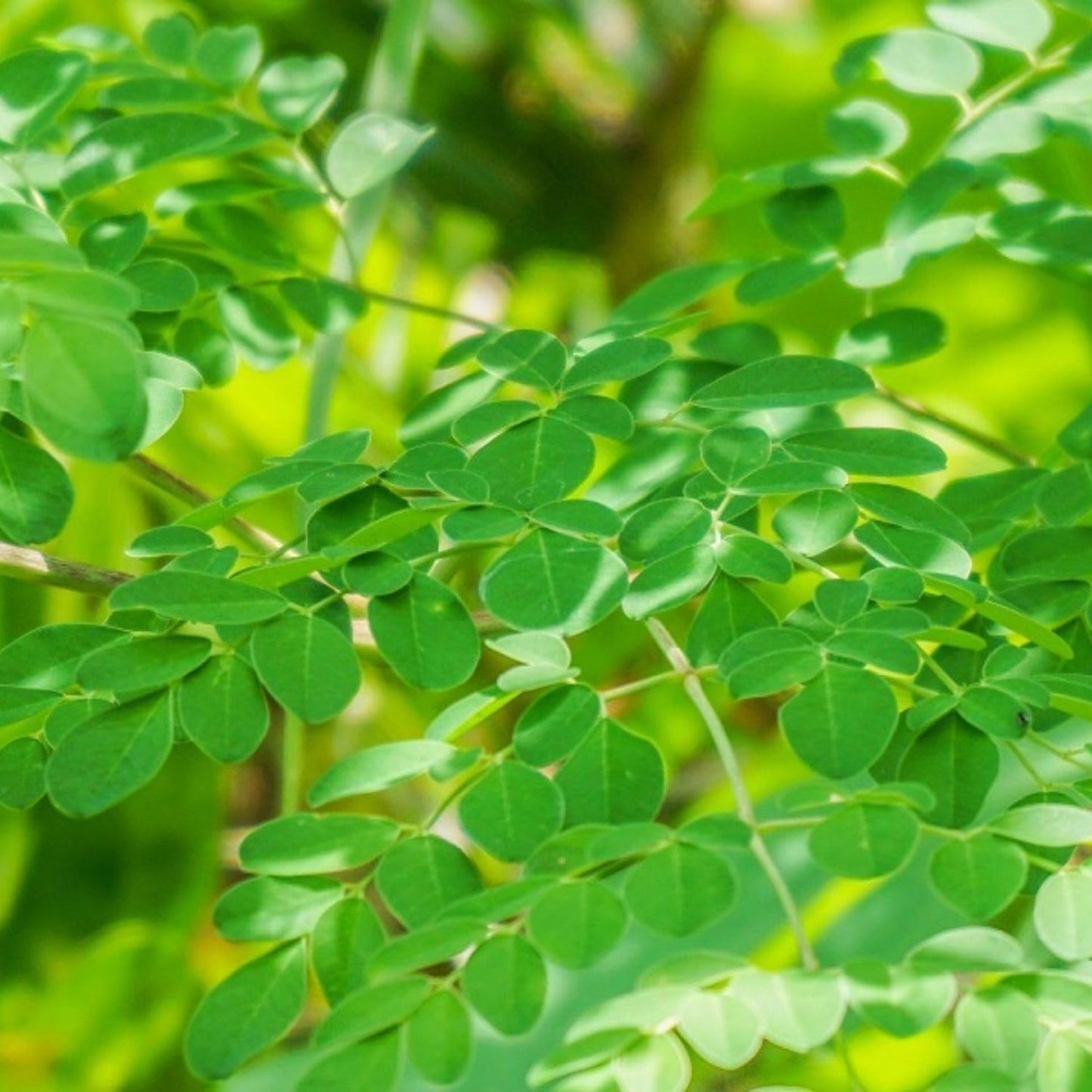 Live Moringa Tree Plant for Planting, 2 Plants Per Pot, Moringa Oleifera Plants 4-8 Inch Tall, Edible Tropical Garden Ready Plant