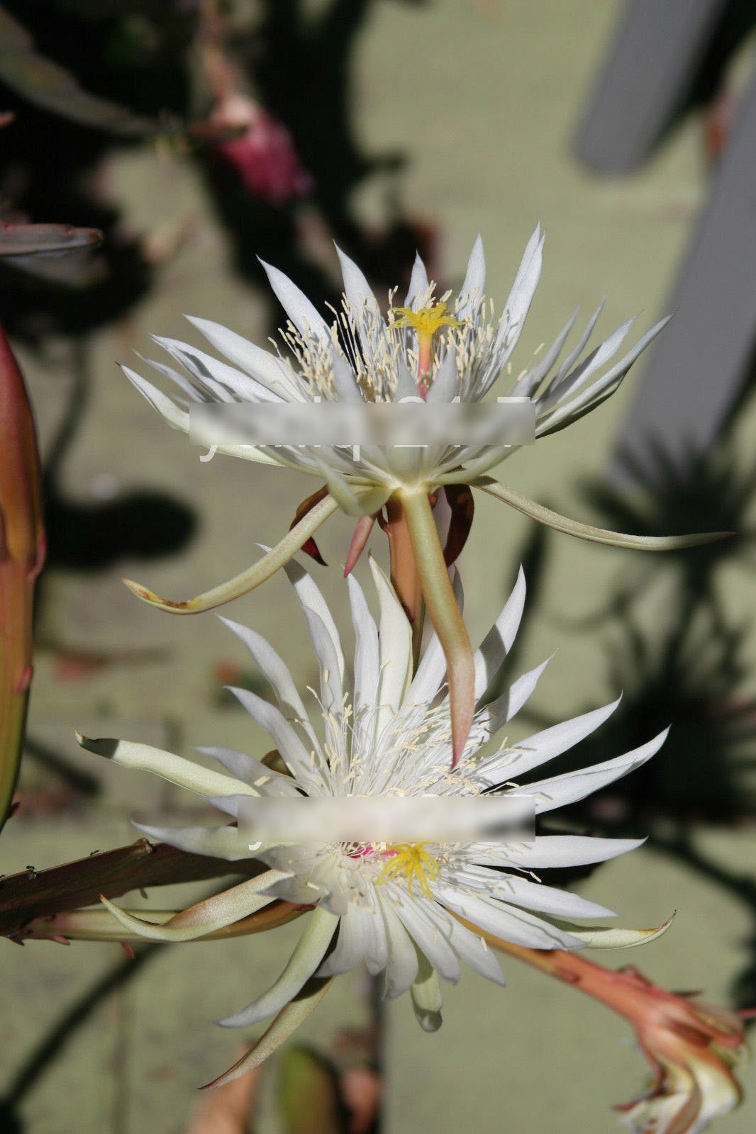1 Rooted of Epiphyllum Hookeri Plant Cactus Succulents Orchid Cereus