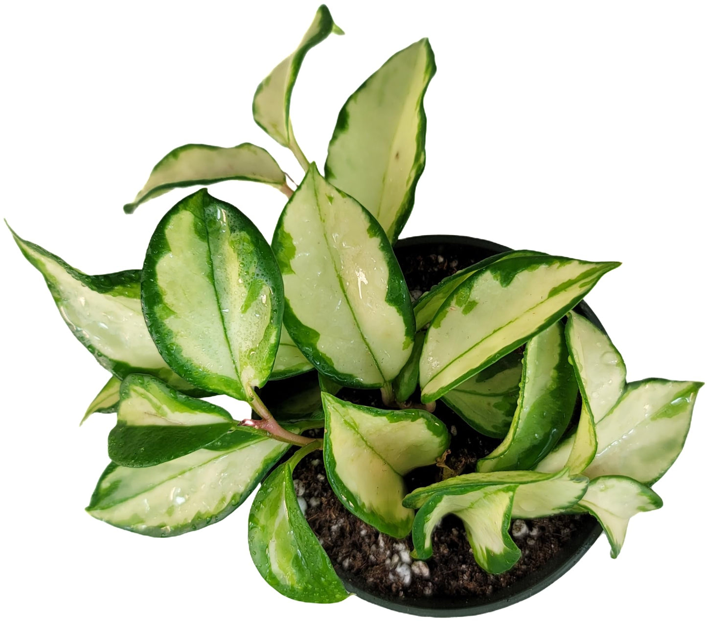 Hoya Krimson Princess, Hoya Carnosa Vareiagata, Live Hoya Plant, Live Arriaval Guarantee! (4" Pot with 2 or More Plants)