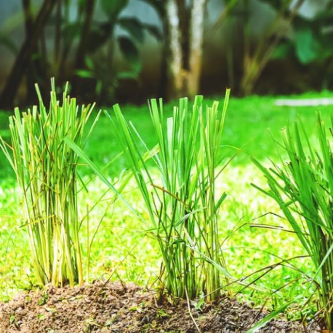 4 Lemon Grass Live Plants, Live Lemongrass Plants, 10 Inches Long, Herb Plant, Well Rooted for Planting