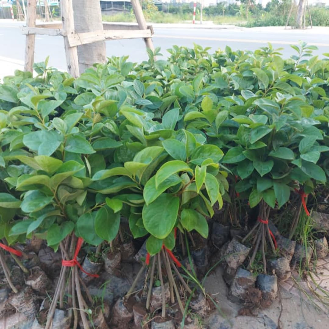 American Persimmon Trees Live Plants, 10-15" Tall, Zone 4-9, Perennial Outdoor Planting, Cold Hardy