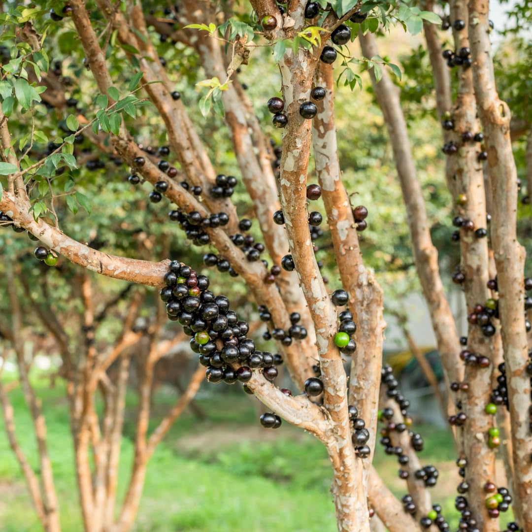 Live Black Jaboticaba Tree Plant, Brazilian Jabuticaba Plant, Sweet Fruit Tree, 1 Feet Tall for Outdoor Planting