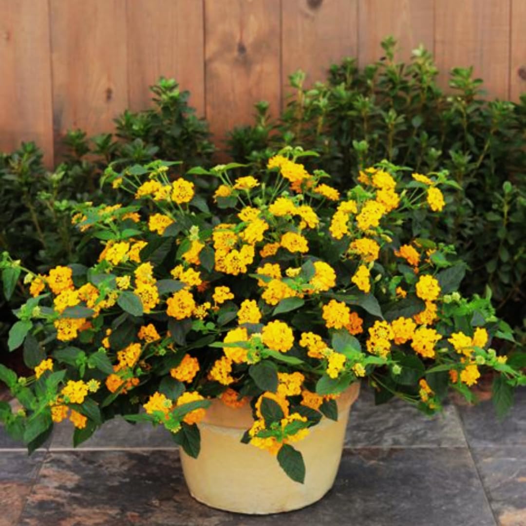Mixed 4 Lantana Plants Live for Planting Outdoor, Lantana Trees or Trailing, Ready to Bloom, Hardy, Long Blooming Vibrant Perennial, 4-6" in Tall Spring Growing