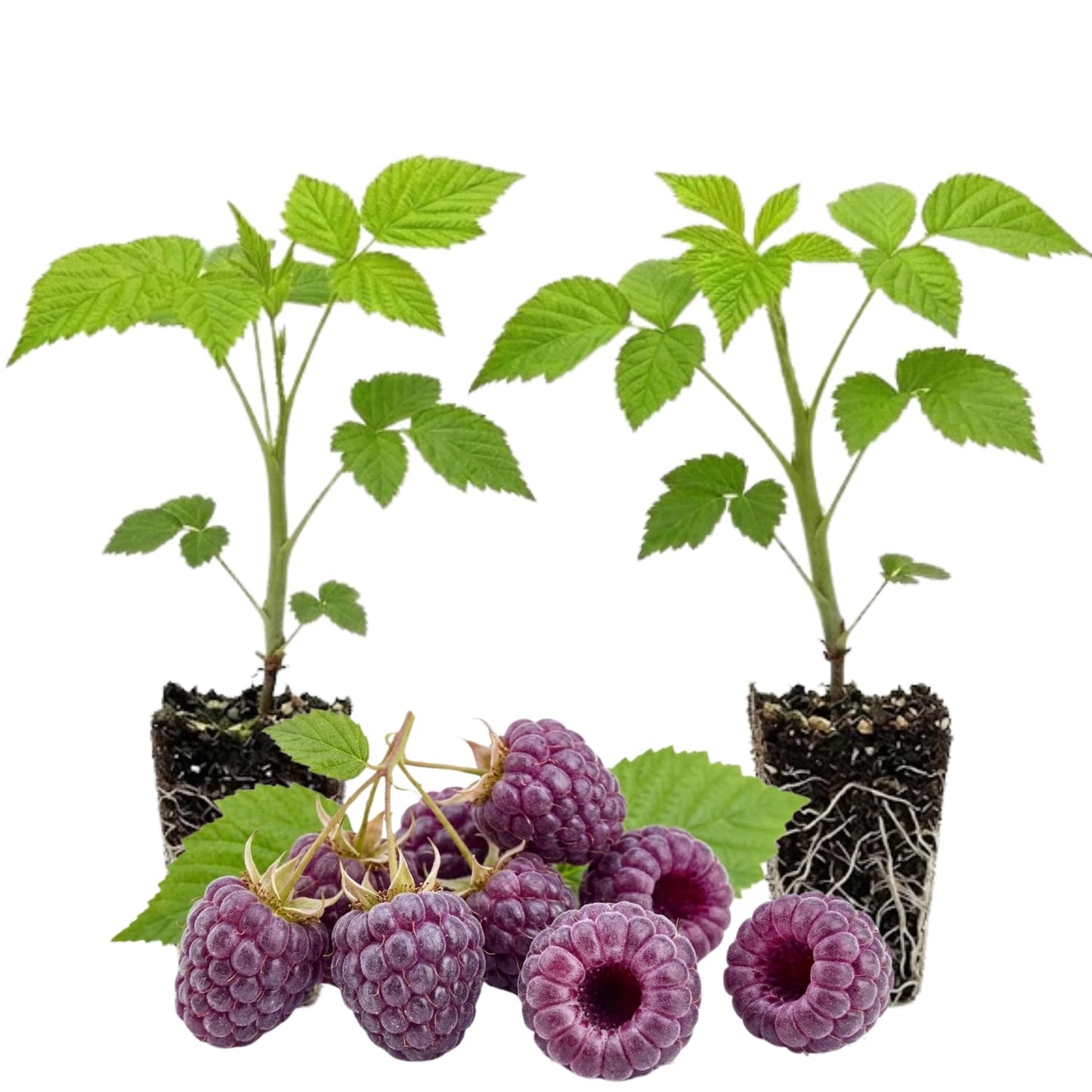 Set 2 Glencoe Raspberry Plants Live for Planting, 4-8 Inch Tall, Sweet Fruits, Thornless Raspberry Bushes Live Plant for Home Garden