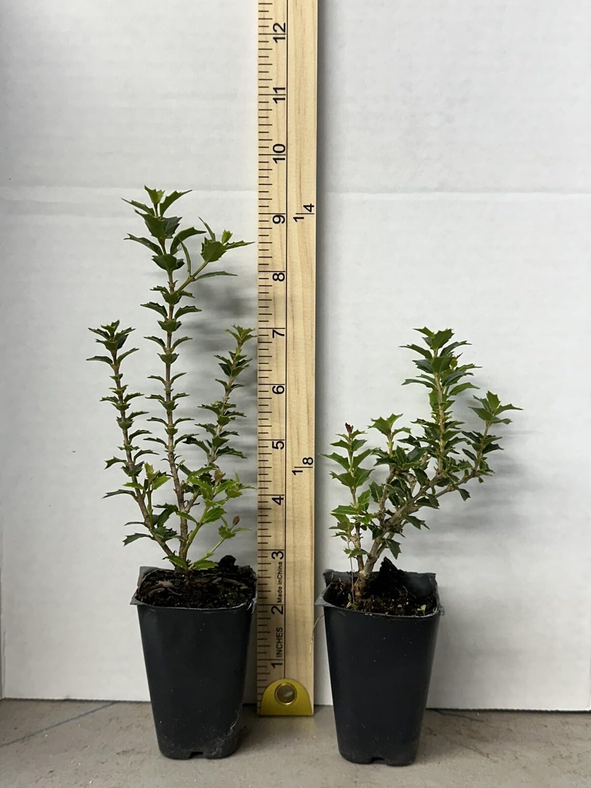 Live Plant - Party Princess 'Kaori Hime' Fragrant Sweet Tea Olive Osmanthus Fragrans-Starter
