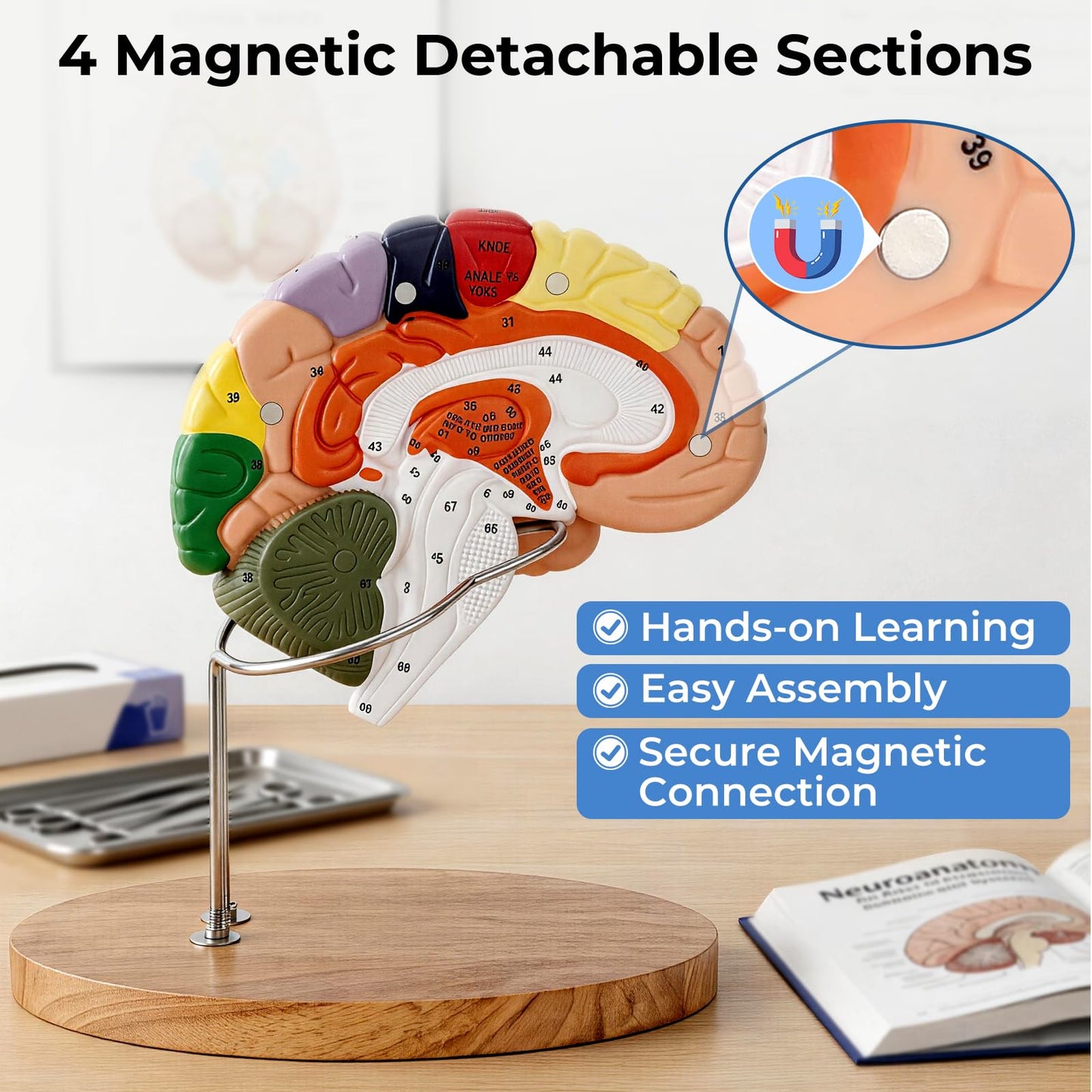 Human Brain Model 2X Life Size, Brain Anatomy Model with 131 Labeled Structures, 4-Part Detachable, Laser-Engraved Labels, Anatomical Brain Model for Neuroscience Psychology Medical Education