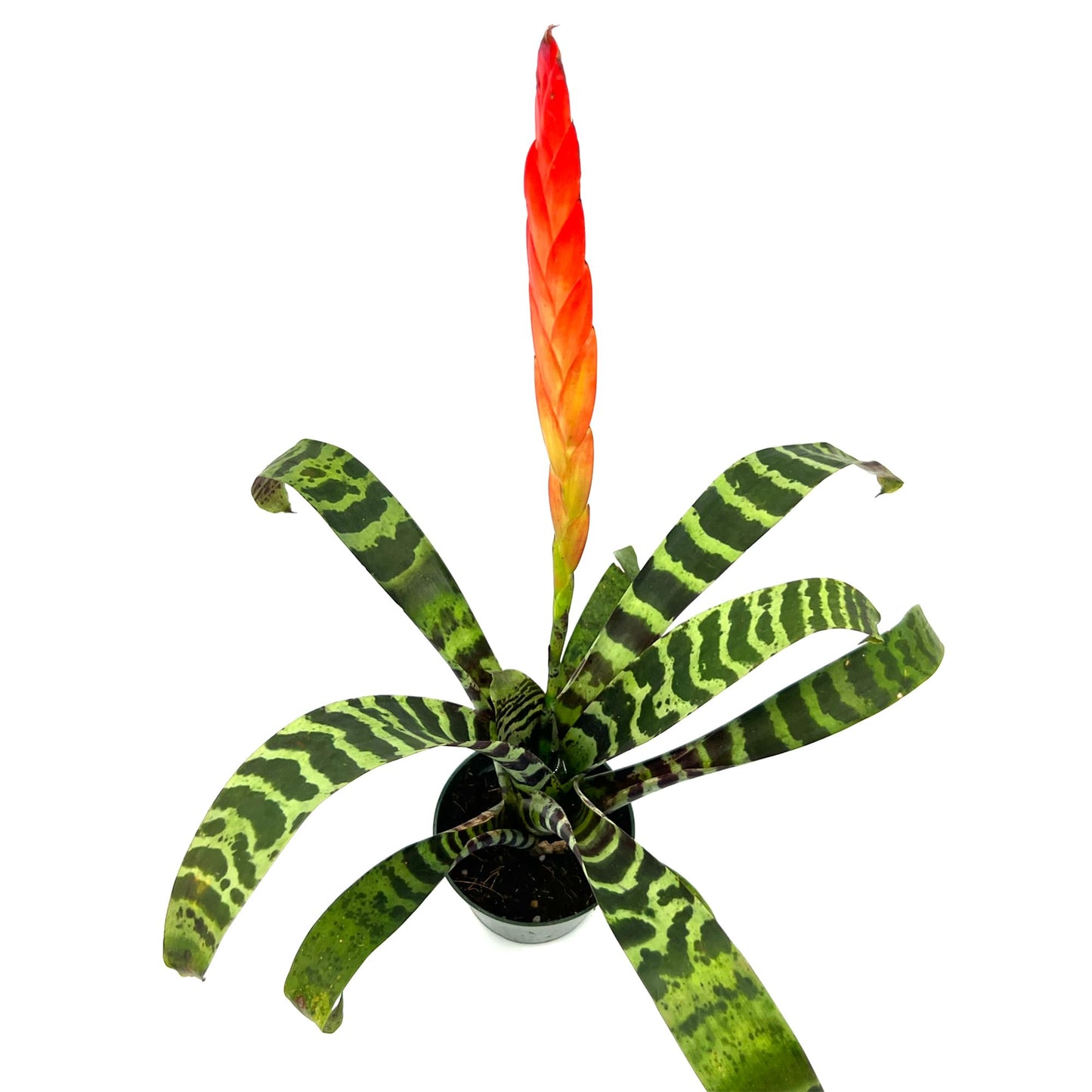 ragnaroc Live Plants – Bromeliad Vrisea Splenriet, 4-8" in 4" Pot - 1ct - Live Arrival Guaranteed - House Plants for Home Decor & Gift