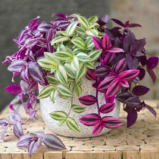 02 Pots Tradescantia Wandering Jew Plants Live Houseplants in 2" Pot, Starter Plants, Mix Purple and Pink Color