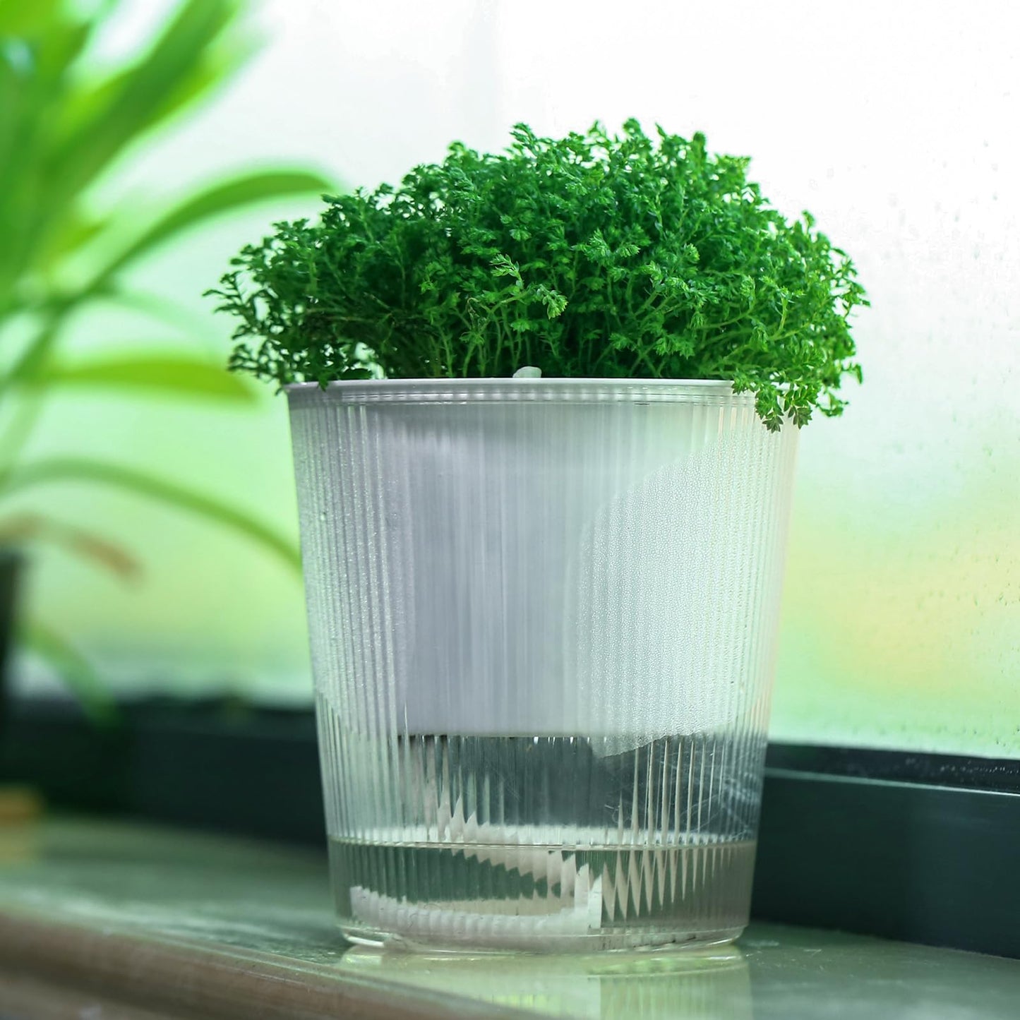 10-Pack 4.5 Inches Clear Self-Watering Pots for Indoor Plants Small Orchid Flower Pot Plastic Wick Planters for African Violet, Home Decor Pot