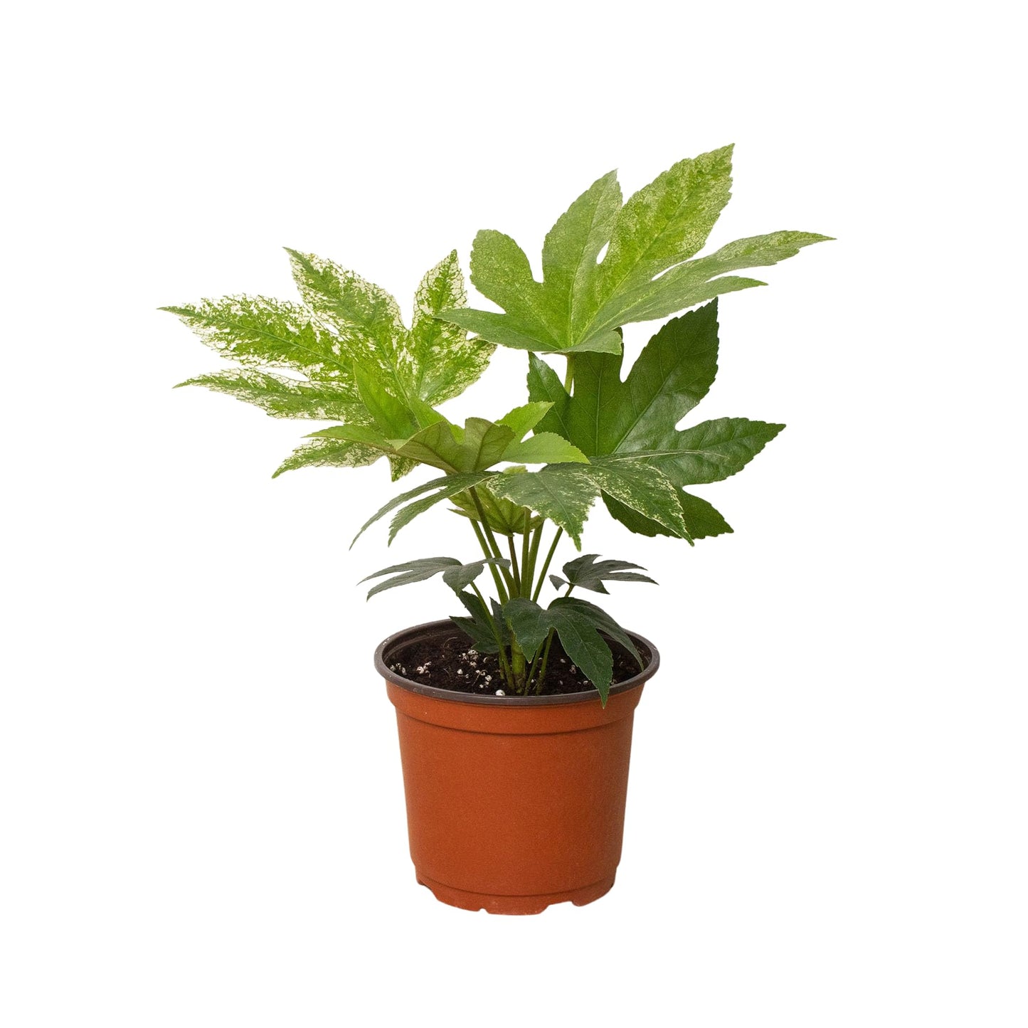 Fatsia Spider's Web | Live Plant for Indoor & Outdoor | for Living Room, Office, Bathroom | (6" Pot)