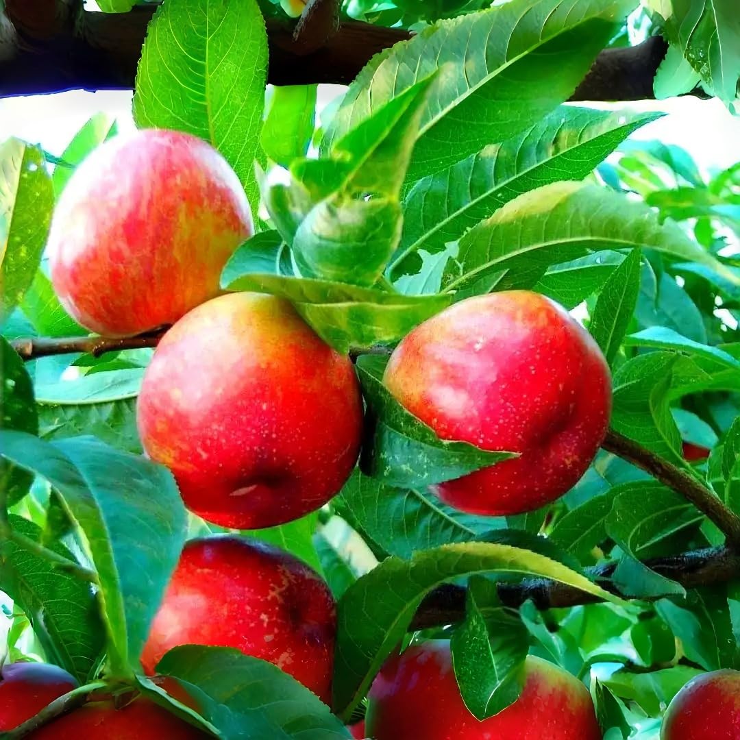 5 Nectarine Tree Seeds Non-GMO Fruit Seeds for Planting Fast-Growing, Hardy Variety Ideal for Gardeners Wanting Fresh, Homegrown Nectarines