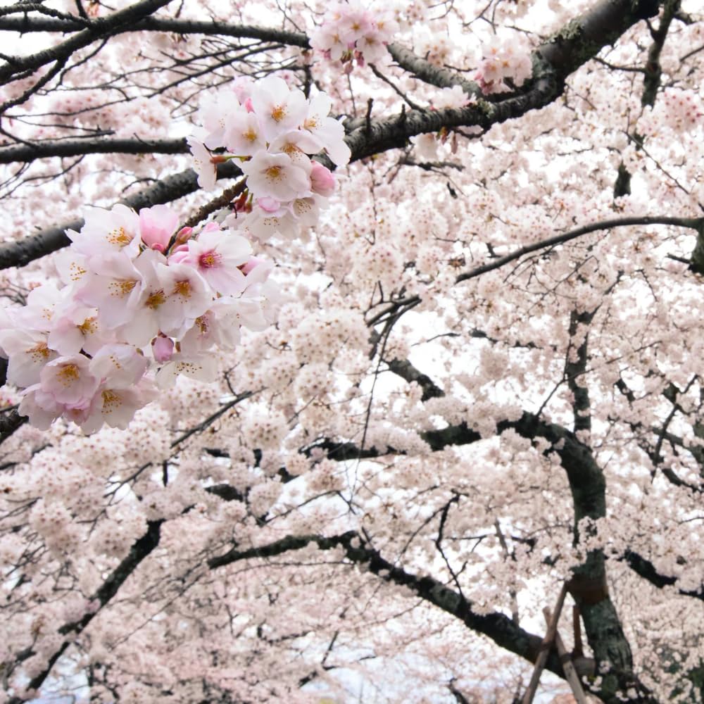 Cherry Blossom Tree, Live Ornamental Tree 6-12" Tall in Pot, Beautiful Spring Blooms for Outdoor Planting (White Cherry Blossom)