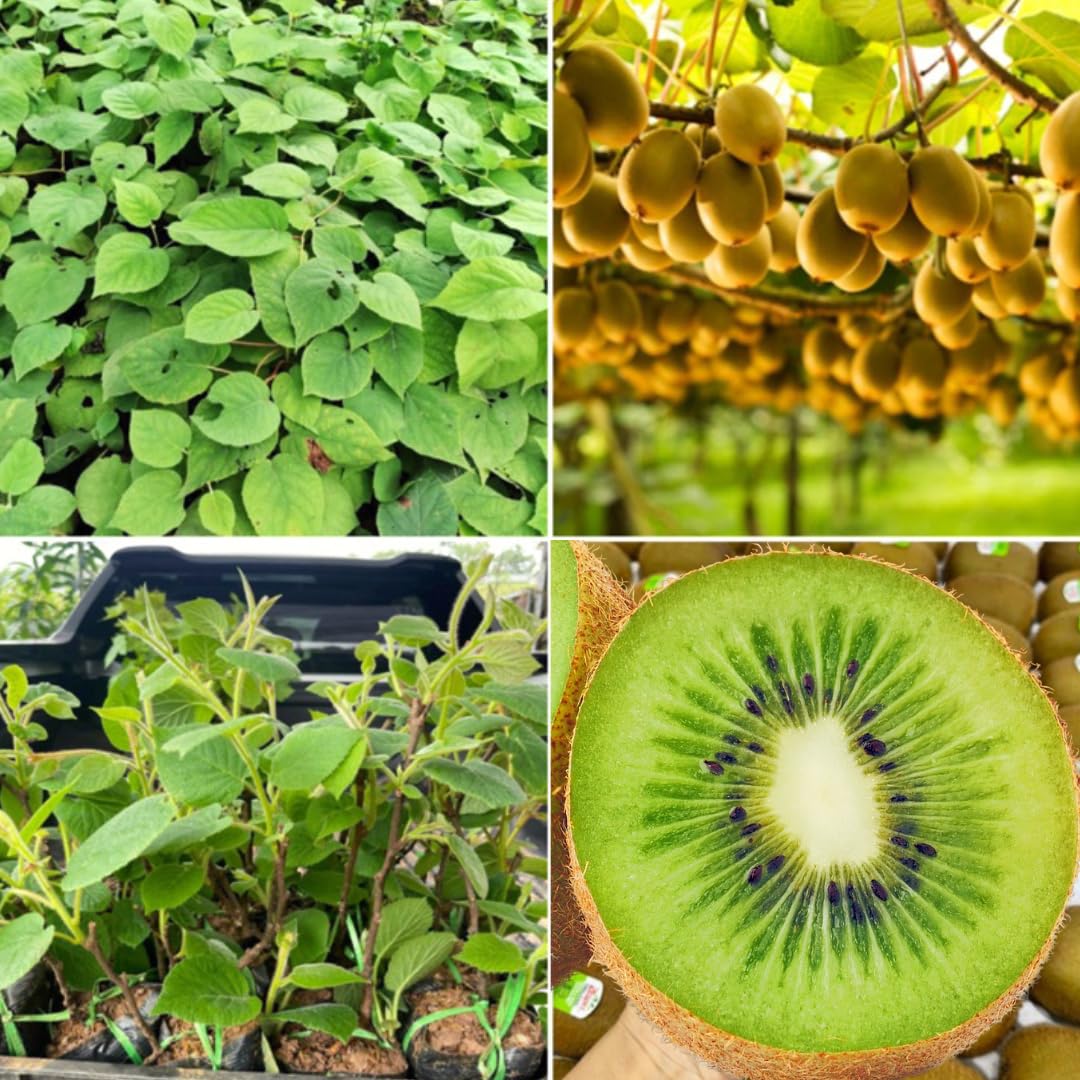 Pack 2 High-Yielding Kiwi Trees Live Plants Vine for Planting, Starter Size, 4 to 6 Inches in Tall, No Pot, Sweet and Hardy Tree