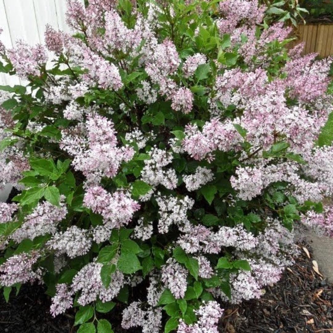 2 Kim Lilac Bushes Trees Live Plants 8-12 Inches Tall, Well Rooted in Quart Pot, Fragrant Spring Flowering Outdoor Plant (Light Pink Lilac Shrub)