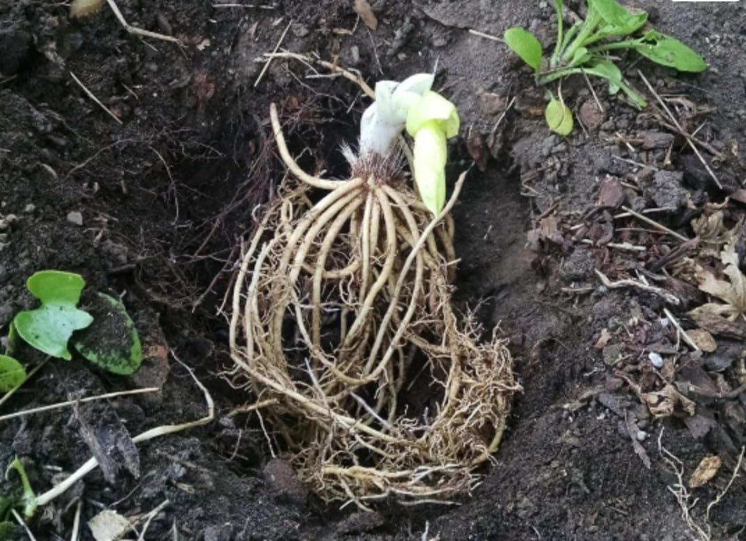 5 Stained Glass Hosta Bareroot