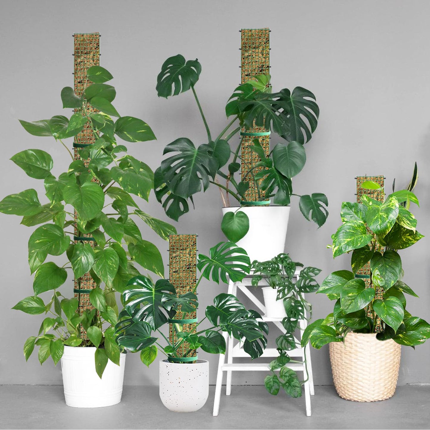 HOLANHING 60"/40"/24" Metal Moss Pole, D Shape Sphagnum Moss Pole, Moss Poles for Climbing Plants, Monstera, Indoor Climbing Plants(4Pcs 40")