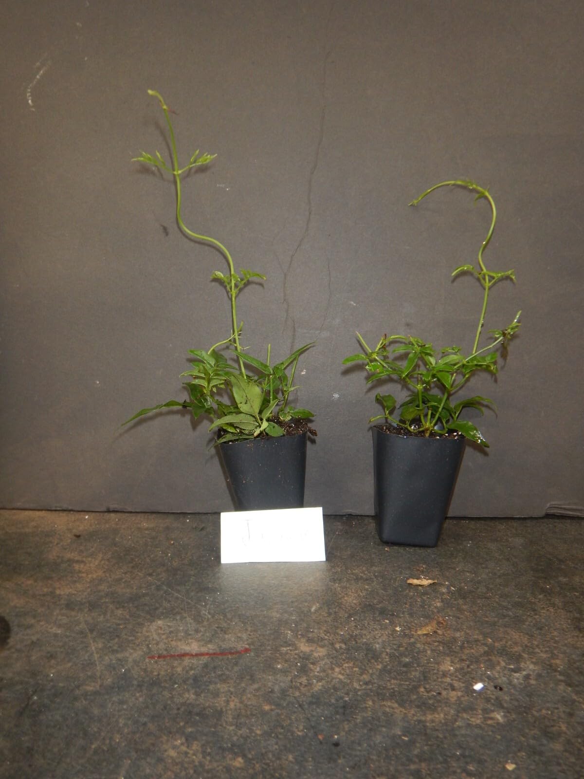 Live Plant - Pink Jasmine Jasminum Polyanthum Rooted Starter Plant Extremely Fragrant