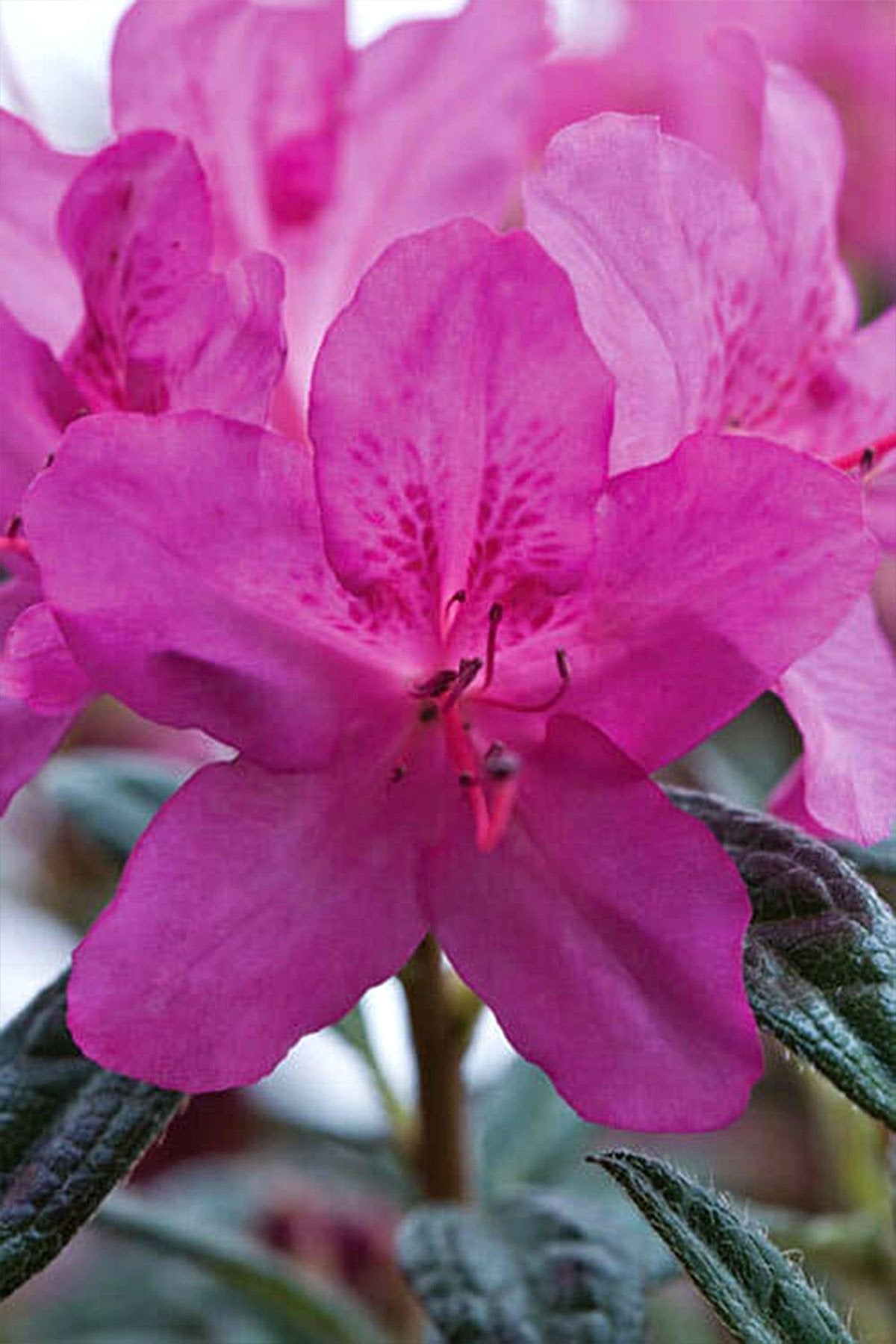 Azalea Encore Autumn Amethyst PP10567, 3 Gallon