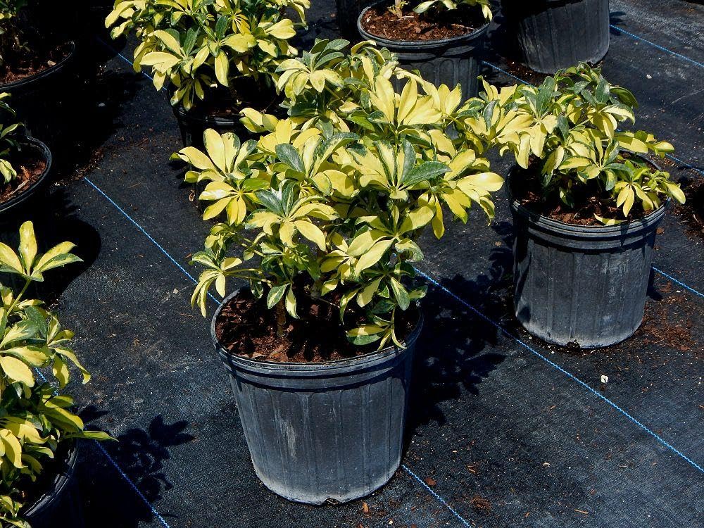 RedCrocus - RedCrocus Trinette Umbrella Plant Schefflera arboricola Variegated Indoor Outdoor Foliage Decor 10" Pot