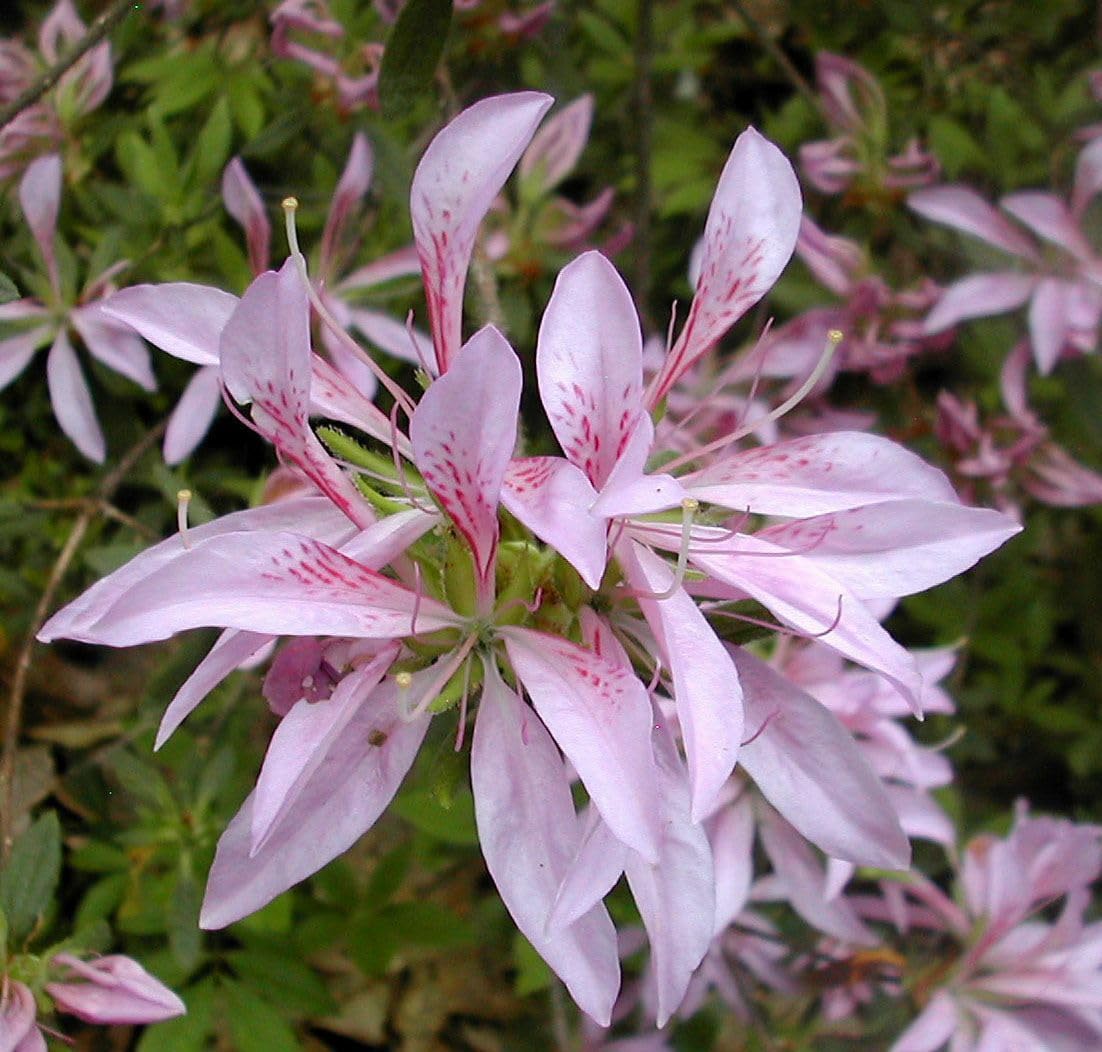 Live Plant - Koromo Shikibu Azalea Rhododendron Deciduous Starter Plant
