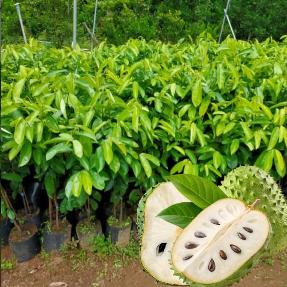 Live Soursop Tree Live Plant, Guanabana Plant 5-7 Inch, Tropical Fruit Tree No Pot, Very Well-Rooted