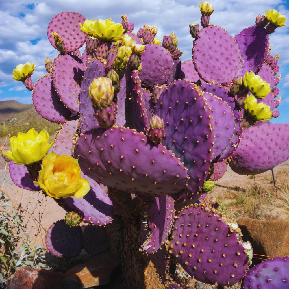 Prickly Pear Cactus, Purple Prickly Pear Cactus Plant Live in 3 Inches Pot