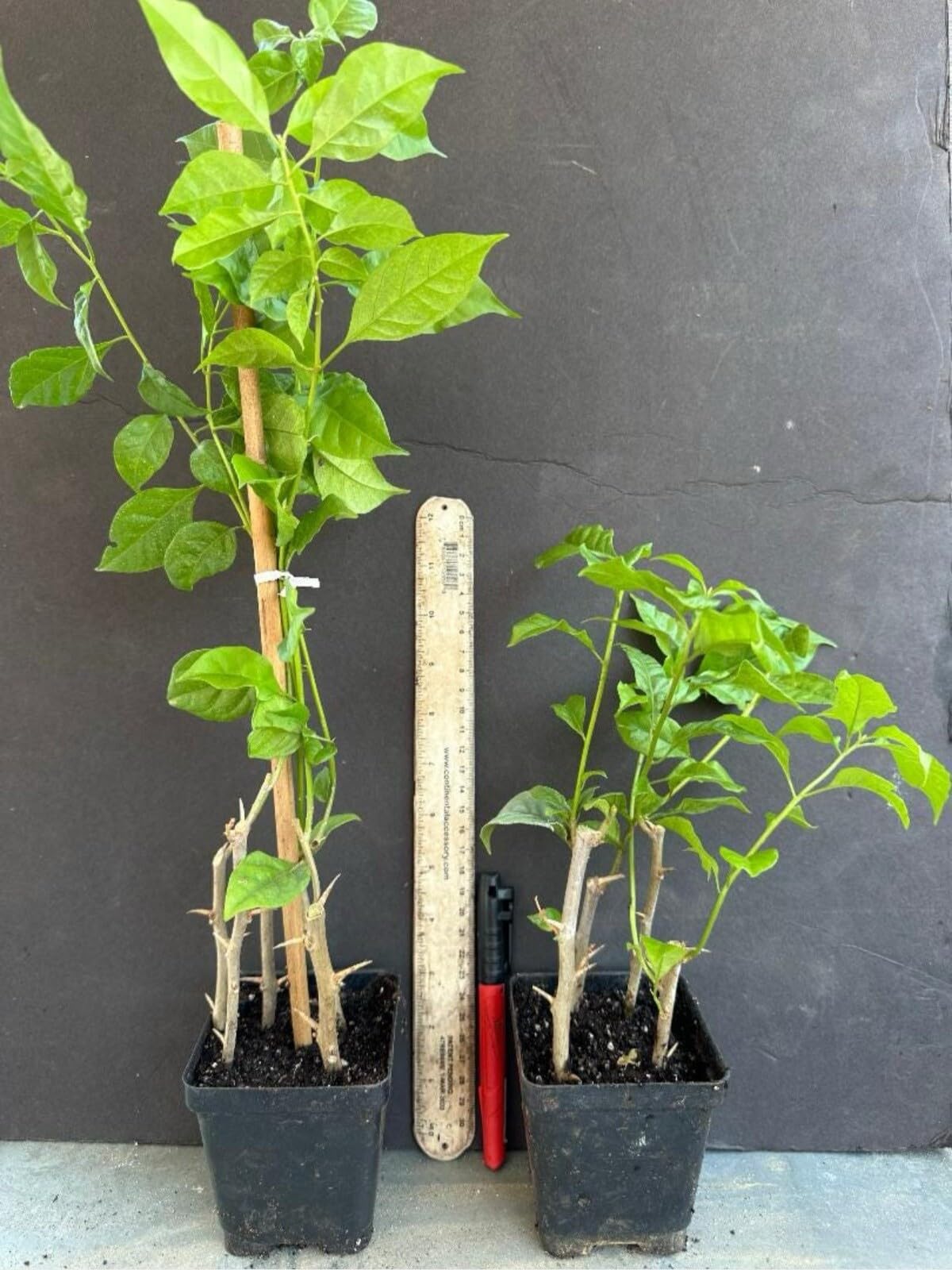 Live Plant - 4” Pot of Mauna KEA Live Rooted Bougainvillea Plant