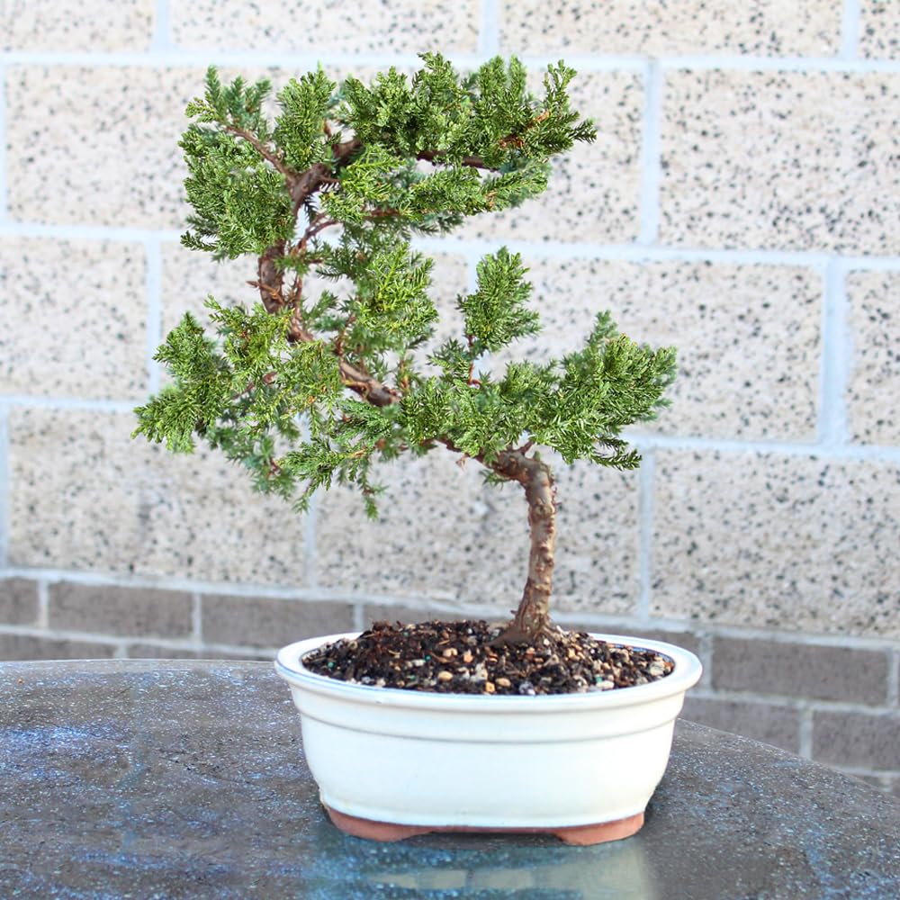 Brussel's Bonsai - Live Green Mound Juniper Bonsai Tree, Outdoor Bonsai Tree Live Plant, Medium Bonsai for Patio Garden Décor, Easy Care Evergreen Bonsai (Medium)
