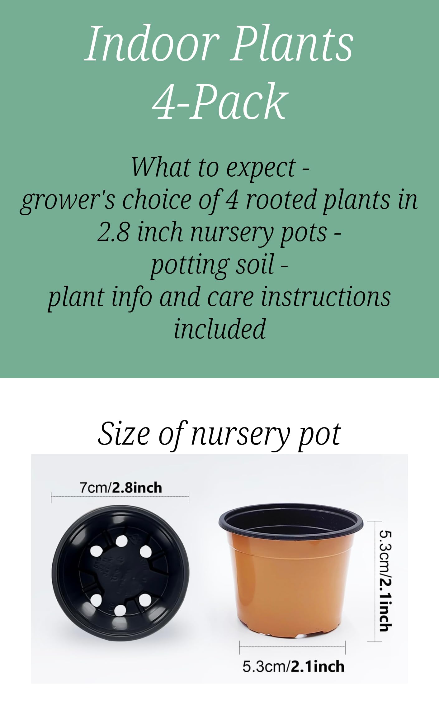 Indoor Plants, 4 Pack, Low Light Plants