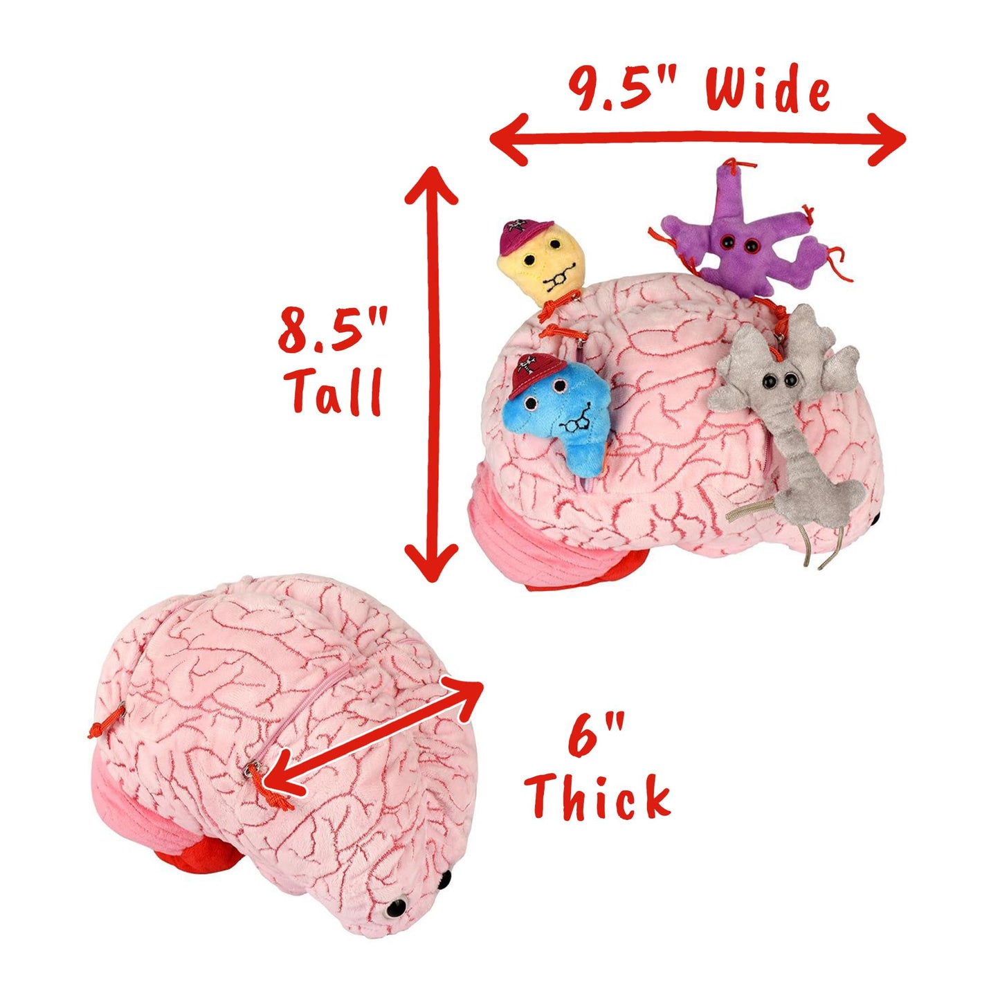 GIANTmicrobes Deluxe 9.5" Brain with Neuron Plush, Brain Model Anatomy, Psychology Gifts for Students, Medical Student Gift, Therapist Office Decor, Anatomy Models, Neuroscience Gifts, Neurology Gift