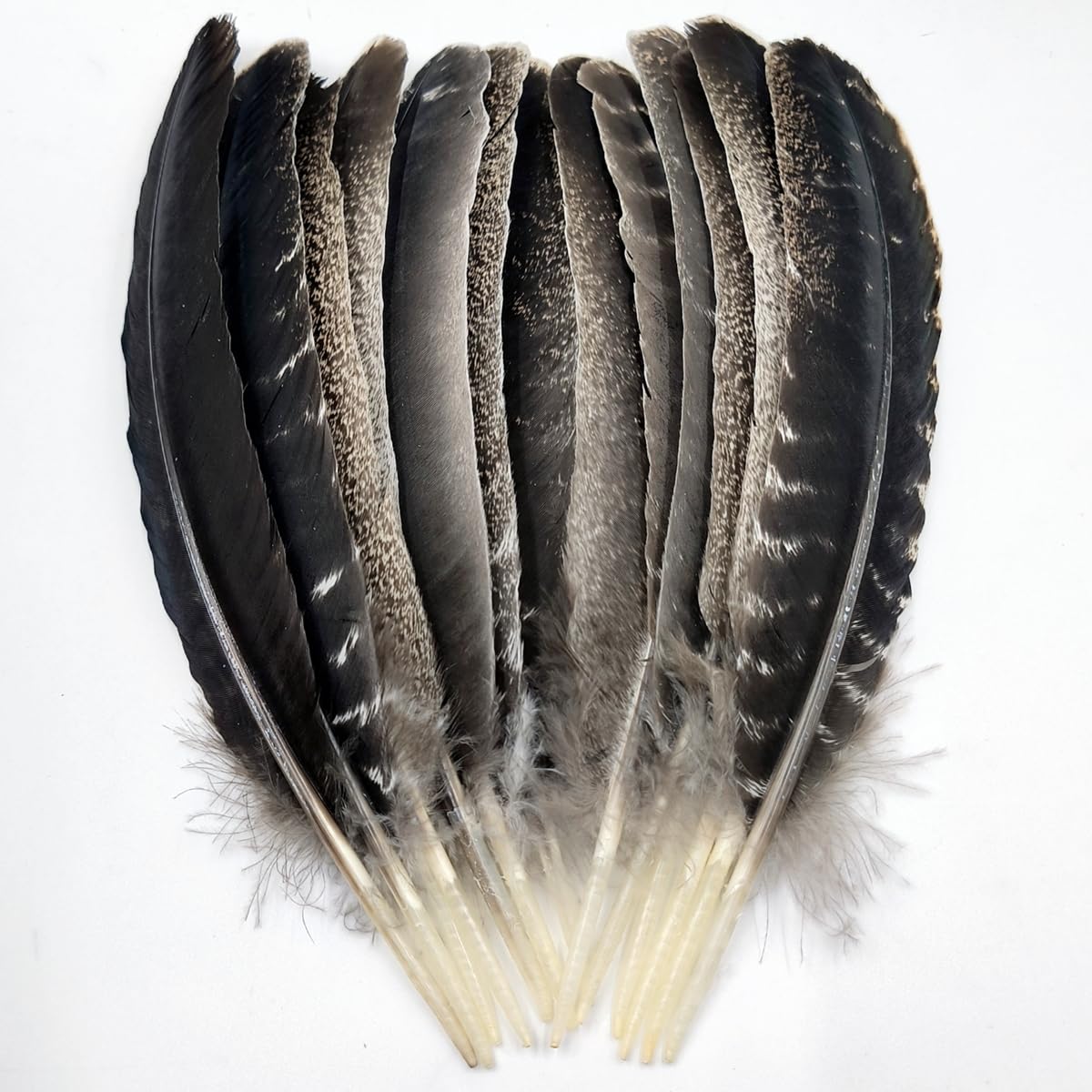 Turkey Wing Feathers,Natural Big Long Feather,11-13 inches (28-33cm),Large Size Bilateral Feathers,Left and Right Wings for Crafts,Bulk 12pcs (Natural Turkey Wing-1)