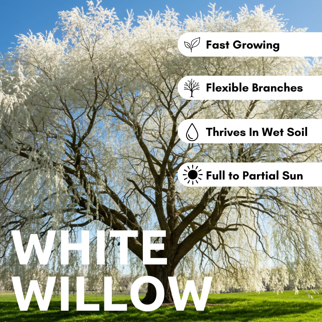 One White Willow Tree - Silver Leafs Shimmer in The Moon Light - One Cutting to Grow, Beautiful Outdoor Shade or Privacy Trees