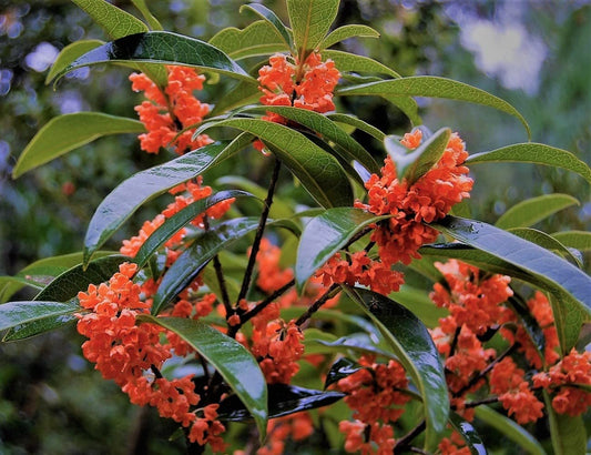 (1) - Red Flowering Fragrant Tea Olive - Starter Plant (ME) (1 Plant)