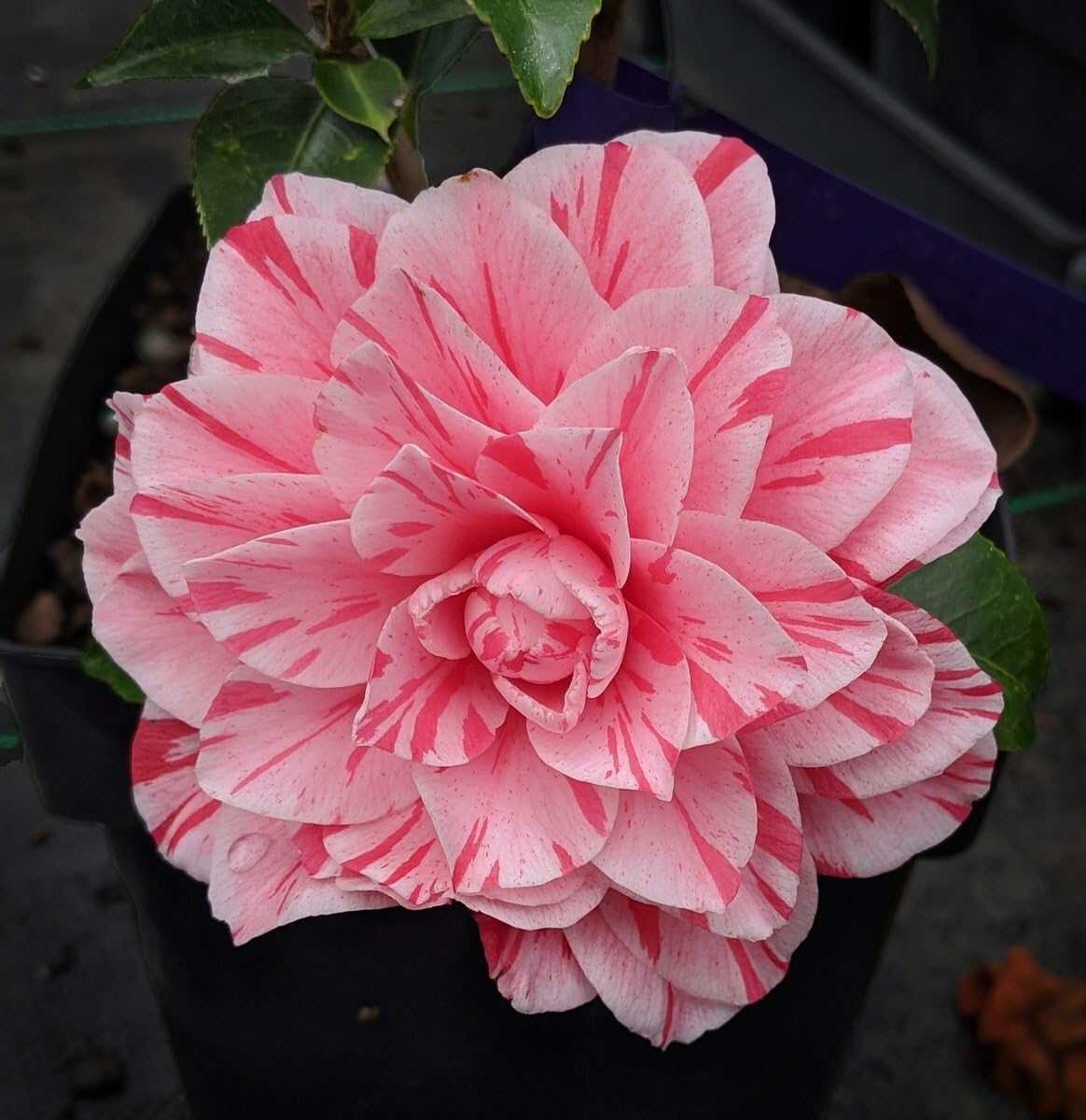 Live Plant - Les Marbury Unique Bloom Camellia Japonica-Live Starter Plant