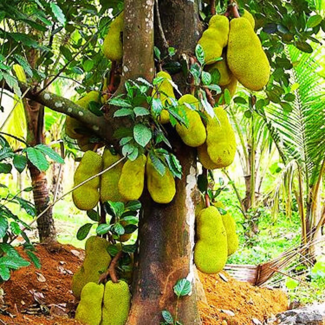 2 Jackfruit Trees Live Plants, Well-Rooted 1 Year Old Seedling Tropical Jackfruit Fruit in 4 Inch Pot, Yellow Sweet