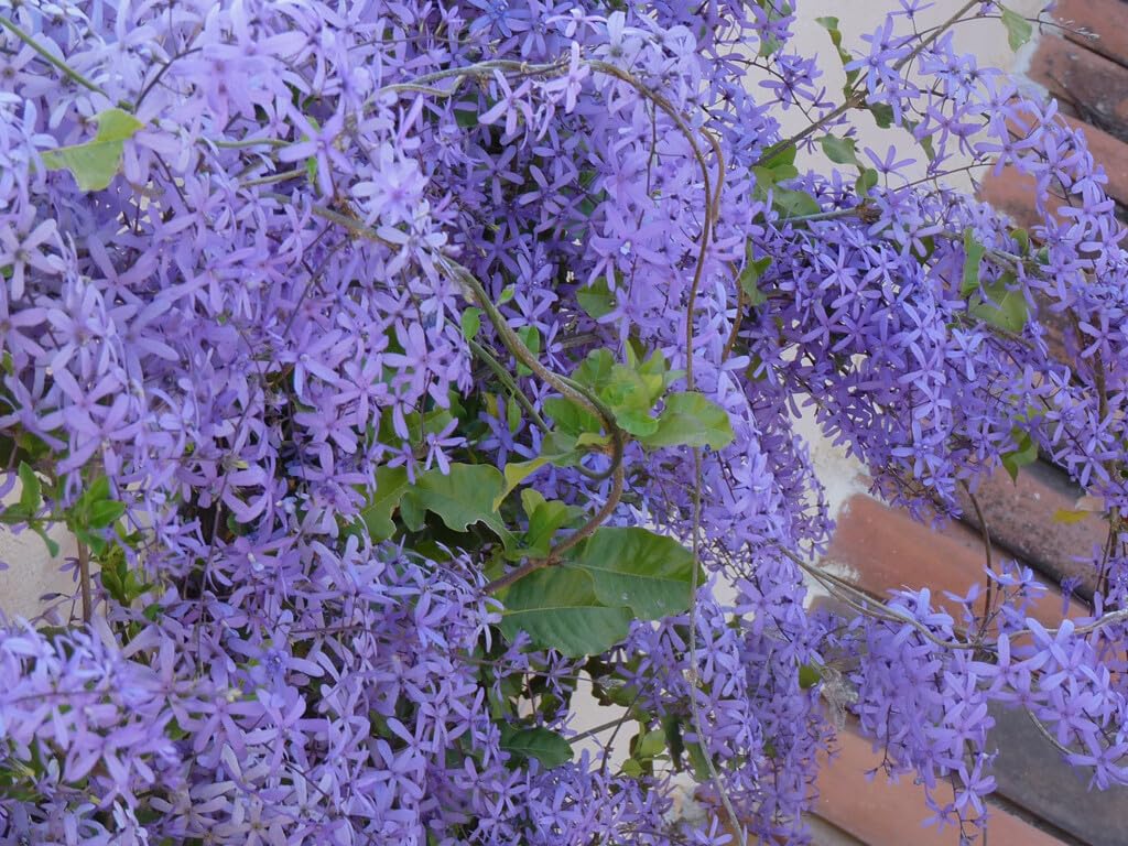 Live Plant - 4" Pot Queens WREATHPetrea volubilisSandpaper Bluebird VineRooted Plant