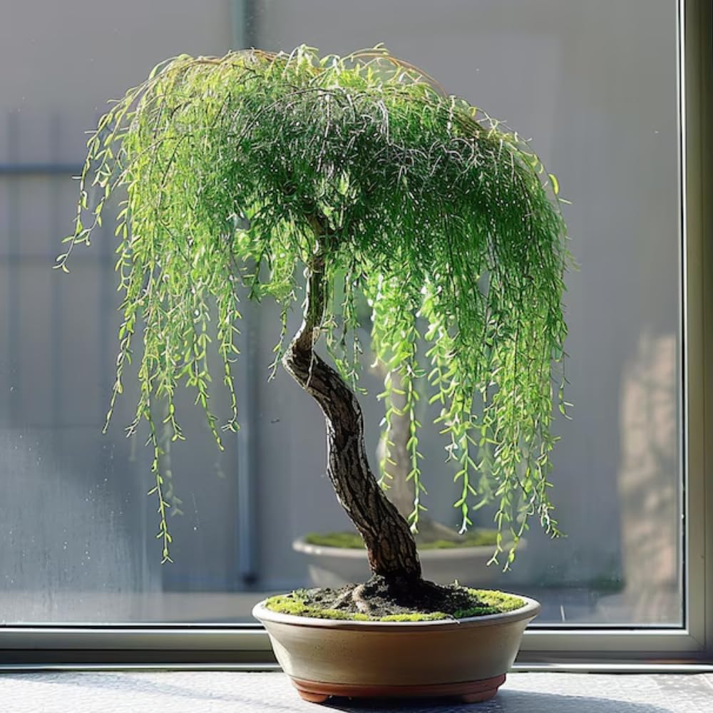 Set of 2 Weeping Willow Bare Root Trees, 1-2 Feet Tall Dormant Live Willow Plants, Fast-Growing Cold-Hardy Shrubs for Outdoor Landscaping
