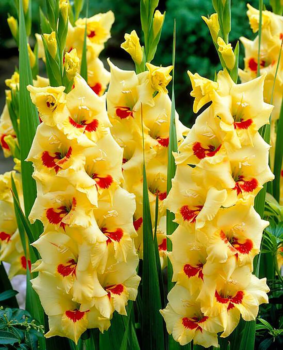 5 Rainbow Gladiolus Mix Bulbs