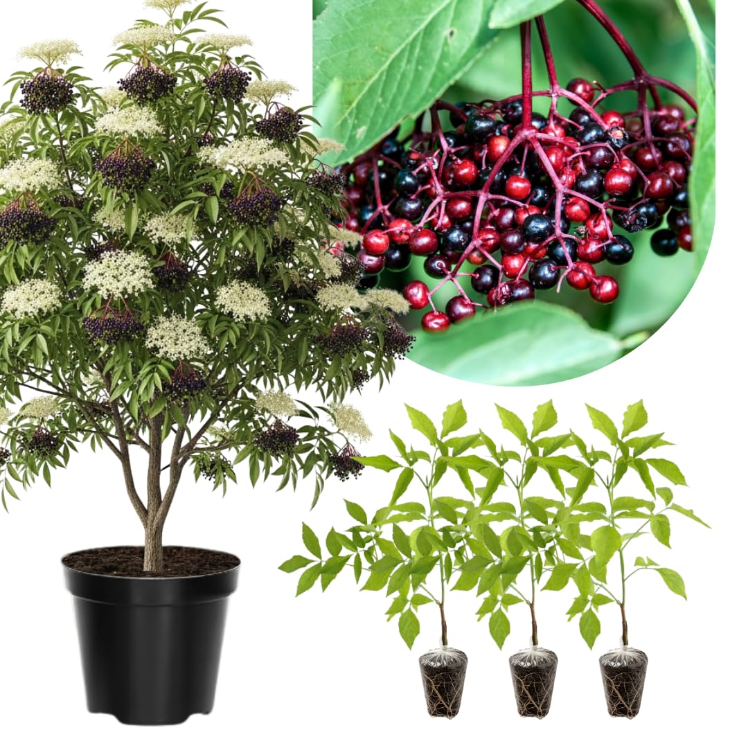 3 Black Elderberry Plants Live for Growing 6 to 12 Inch Height, American Elderberry Bush Live Plants, Sweet Fruit Trees