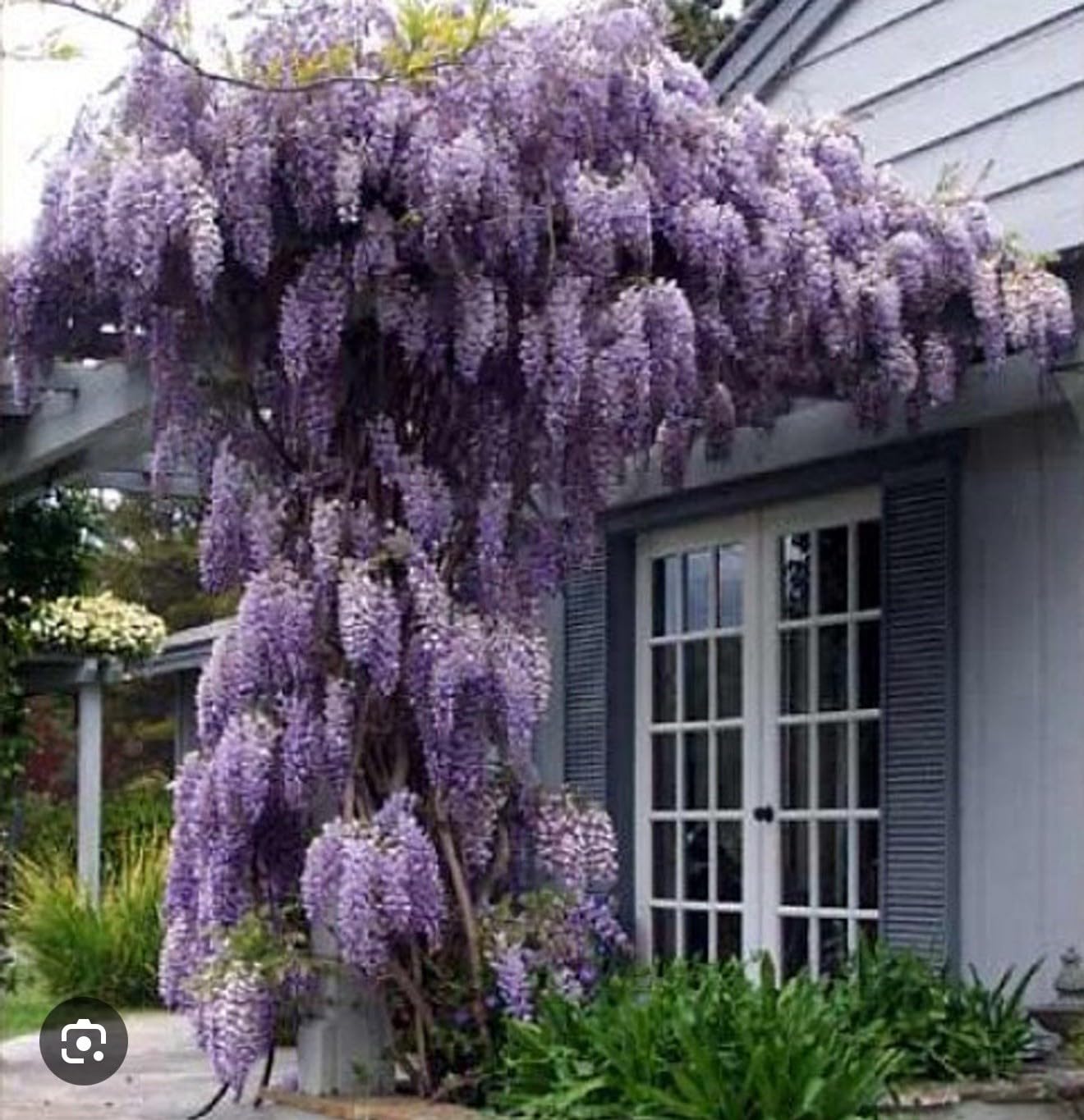 Live Plant - Wisteria Frutescenslive Starter Plant