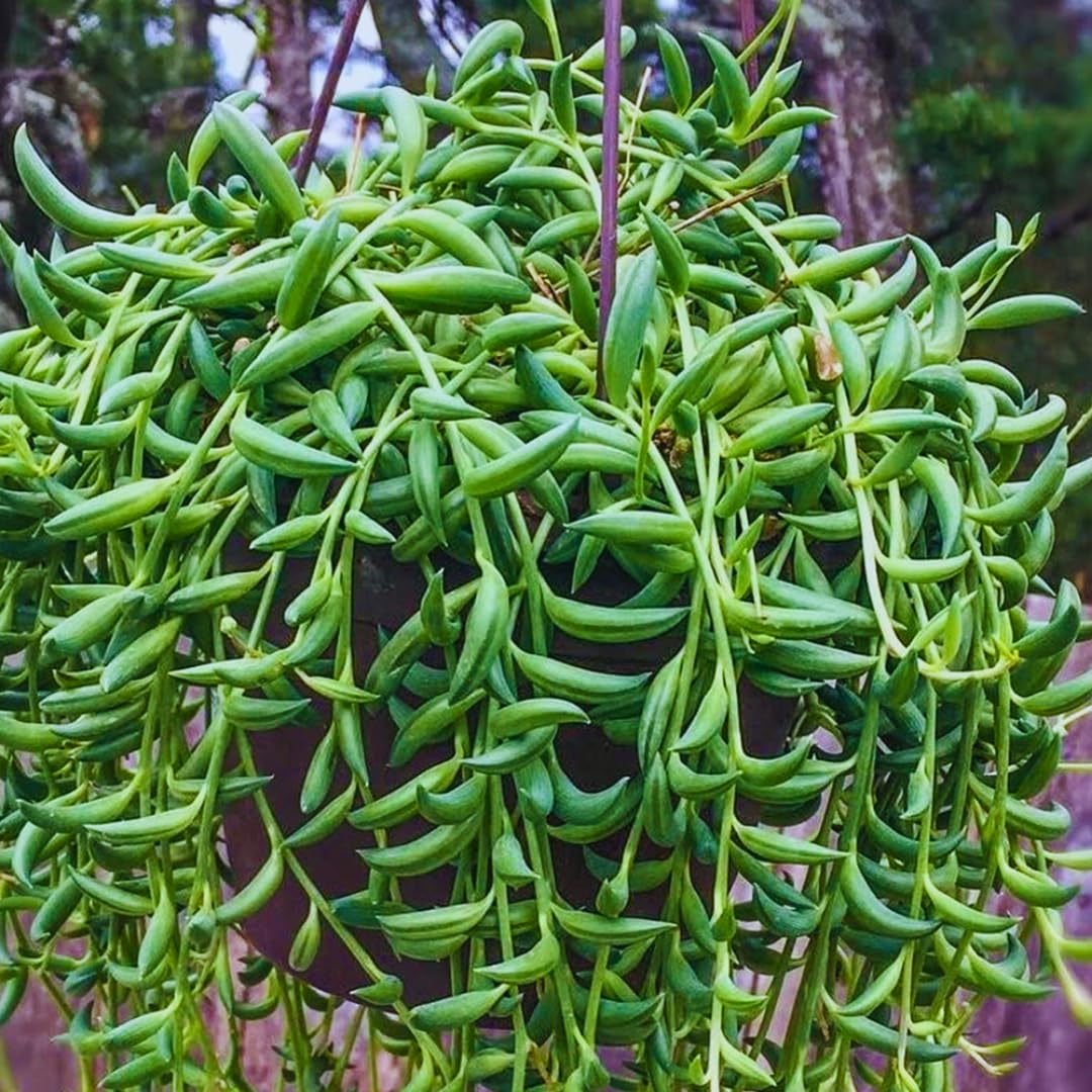 String of Banana Live Plants, Easy Indoor Trailing Succulent in 2.5" Pot, Hanging Succulent Houseplant Indoor Outdoor Planting