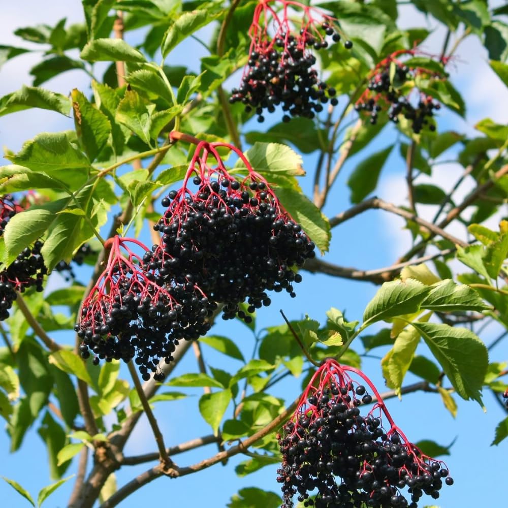 Set 2 American Elderberry Plants Live, 6-12 Inch Tall, American Elderberry Bush, Hardy Elderberries Trees