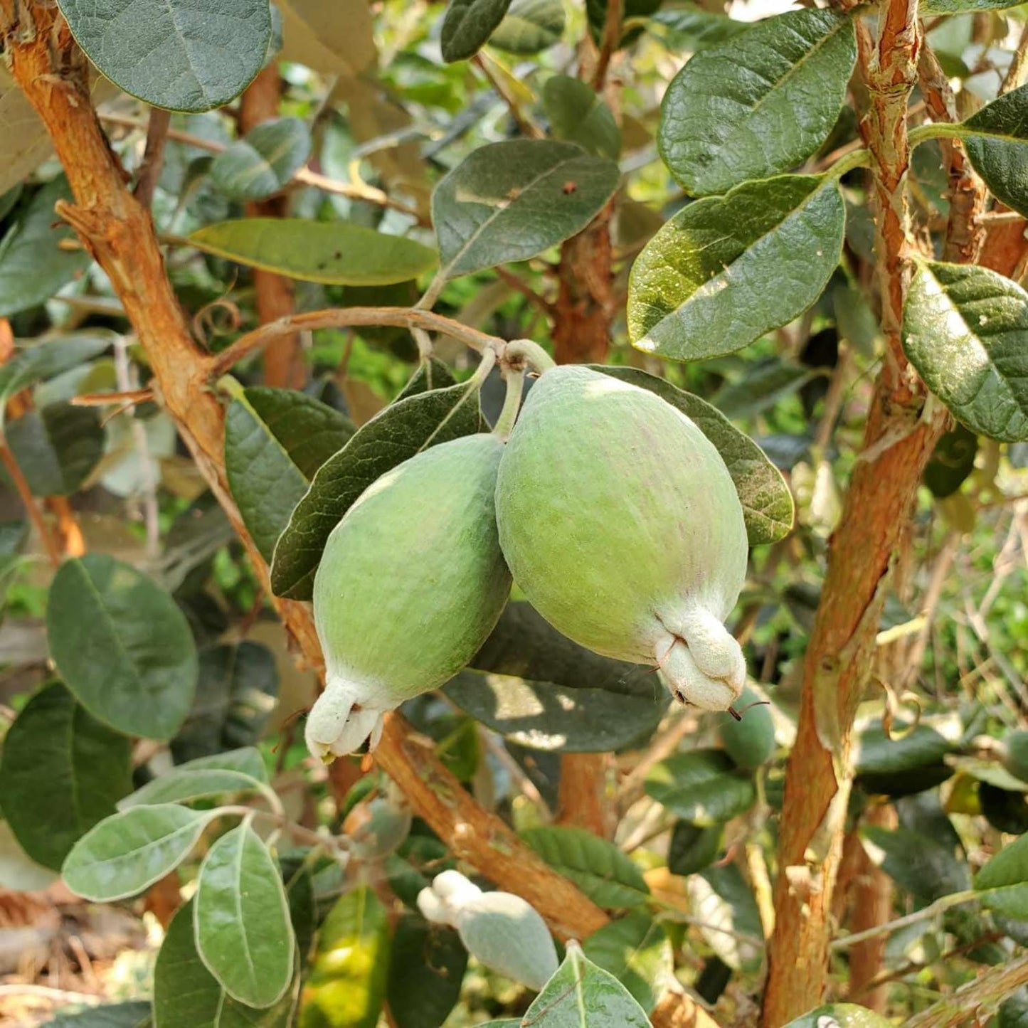 Pineapple Guava Live Plant, 4-8” Tall, Hardy Guava Fruit Tree for Garden