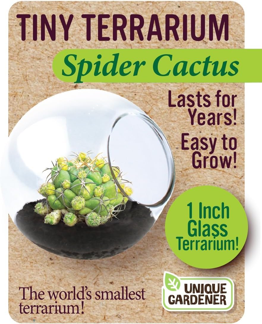Unique Gardener Tiny Terrarium Plant Seeds 6 Variety Cacti Pack, DIY Indoor Succulents and Live Plants for Home or Garden Planting, Assorted Cacti Pack