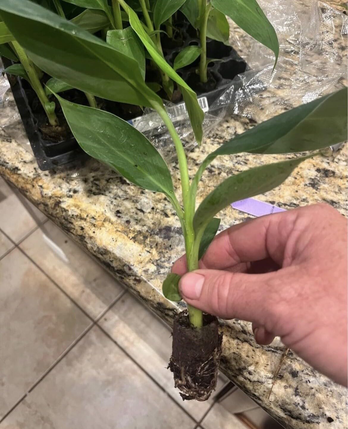 Live Plant - Musa - Dwarf Cavendish - 4-10” 2 Trees