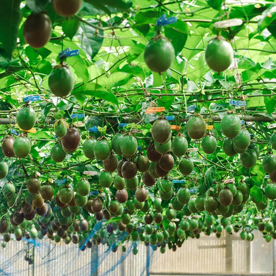Purple Passion Fruit Plants Live, Live Passion Fruit Vine Plants, 4 to 6 Inches Tall, Passion Plant