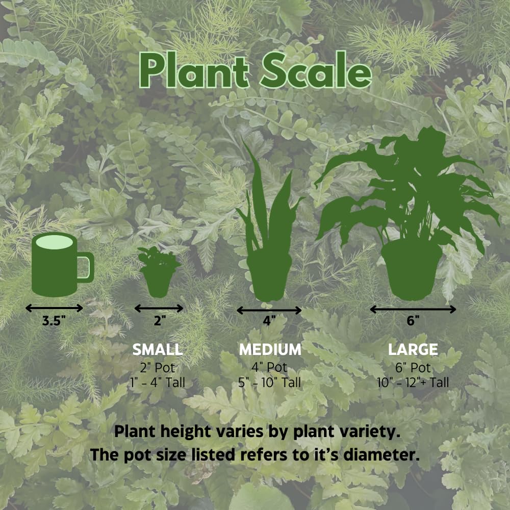 BubbleBlooms Hoya Australis in a 4 inch Pot