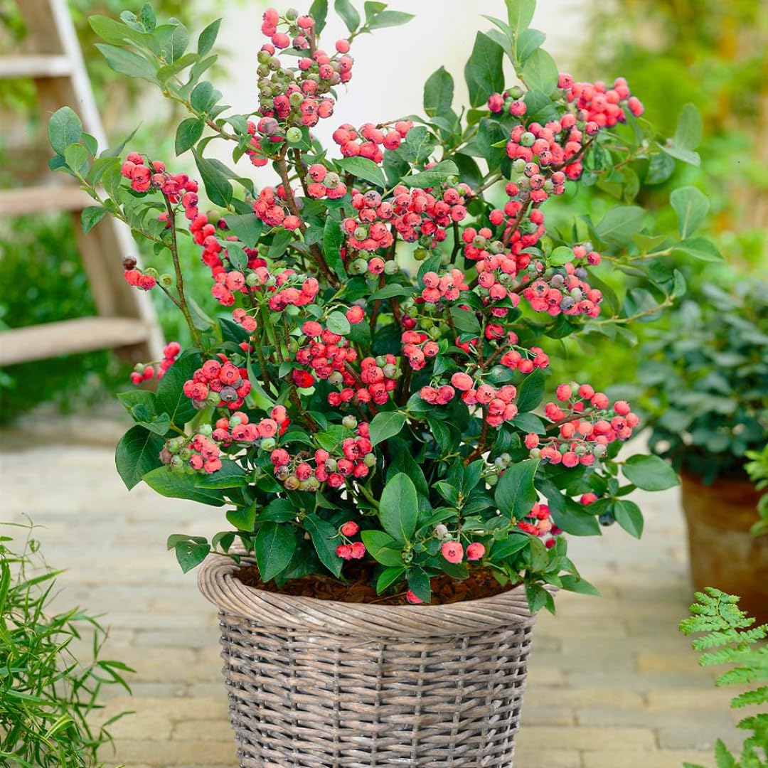Blueberry Plant in 1 Gallon Pot, 1-2 Ft Tall, Pink Lemonade Blueberry Tree for Planting, Well Rooted and Cold Hardy Blueberry Tree, No Ship to CA